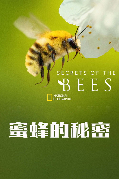 蜜蜂的秘密