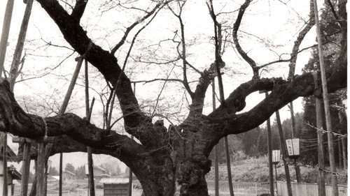 The Cherry Tree with Gray Blossoms