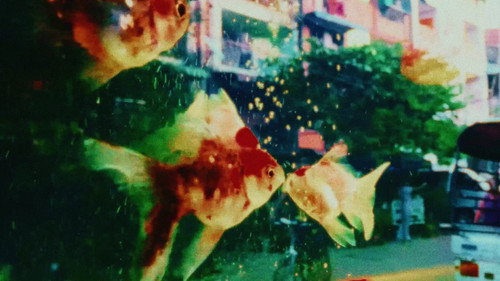 ပိုးဖလံယင်းကတေး — Fondos 1