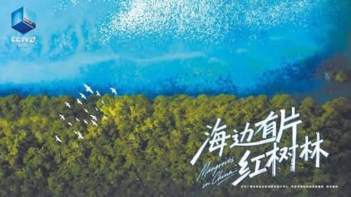 海边有片红树林 - Season 1 Backdrop Blur