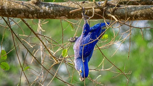 South America's Weirdest Animals