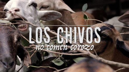 Goats don't eat corozo