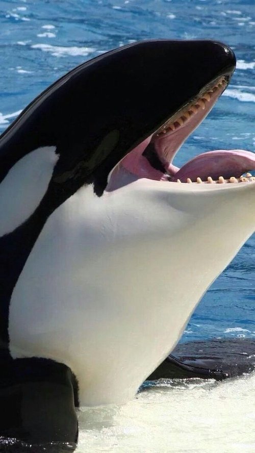 Orcas asesinas - Inteligencia al máximo movie poster player