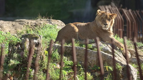 Expédition Pairi Daiza