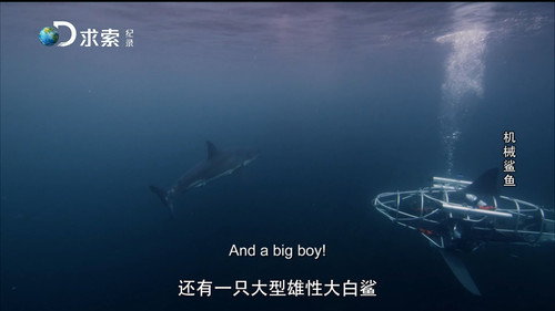 Mechashark: Love Down Under Backdrop Blur