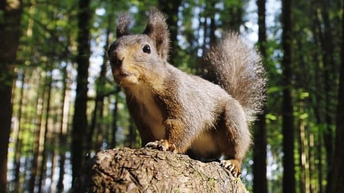 Going Nuts: Tales from the Squirrel World Going Nuts: Tales from the Squirrel World