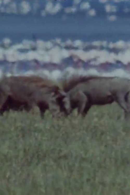 Kampfverhalten beim Warzenschwein (1988)