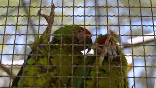 Guacamayas: El vuelo en una ciudad que no deja de crecer Bild 4