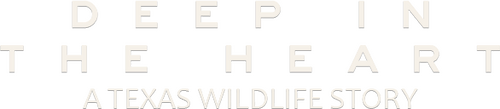 Deep in the Heart: A Texas Wildlife Story