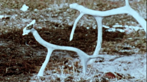 Netsilik Eskimo, II: At the Caribou Crossing Place