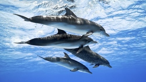 Dolphins: Spy in the Pod