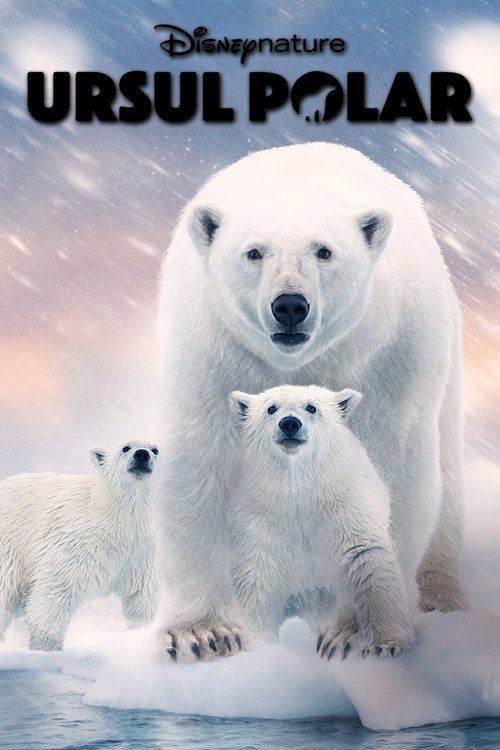 Poster pentru Ursul polar
