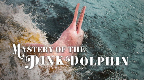 Pink Dolphin Backdrop Blur
