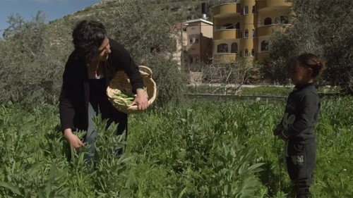 The Seed Queen of Palestine still