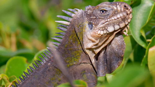 Odd, Amusing, & Awesome!