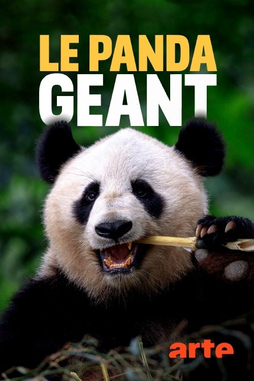 Der Große Panda (2020) poster