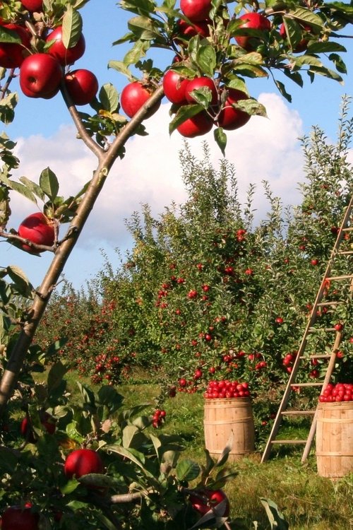 Poster Harvesting the Land