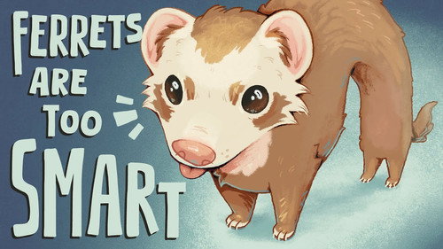 Ferrets Are (a Little Too) Smart Backdrop Blur