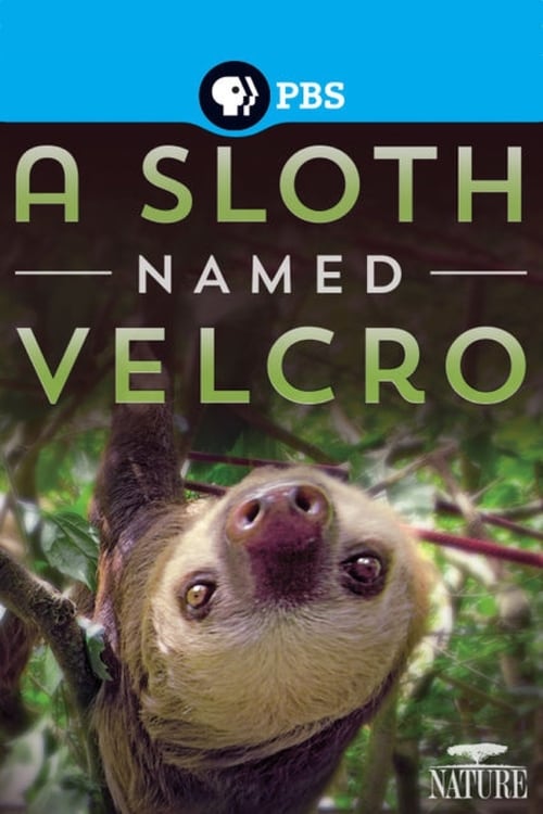 A Sloth Named Velcro 2014