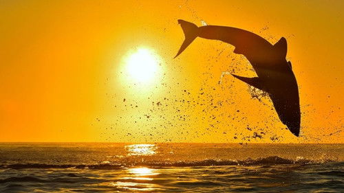 Air Jaws: Night Stalker