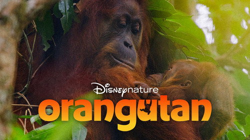 Orangutan