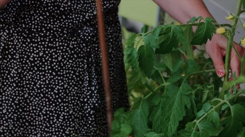 Les herbes image 3