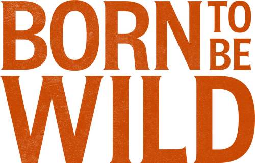 Born to Be Wild - Eine Band namens Steppenwolf