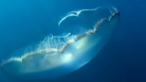 Mar Aberto Torrent BluRay (2003) Dual Áudio e Legendado