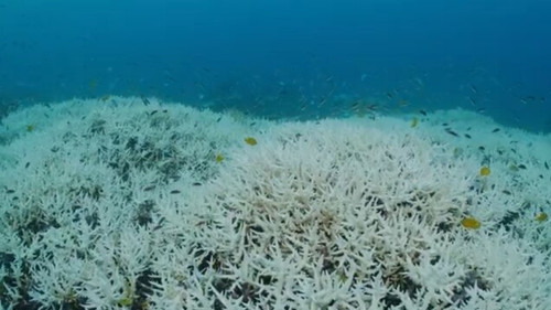 SANCTUARY - Safeguarding Australia's Oceans