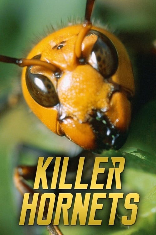 |EN| Killer Hornets
