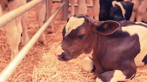 The Dark Side of Dairy