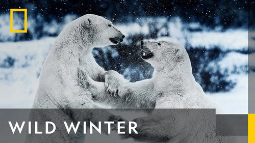 Кадр из Wild Winter