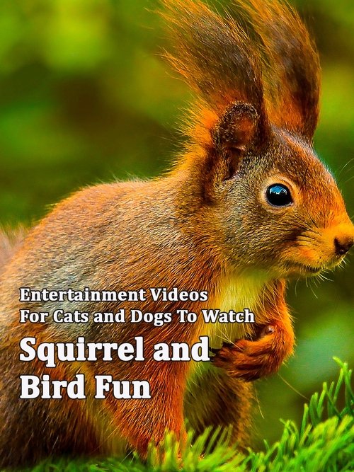 Squirrel and Bird Fun poster