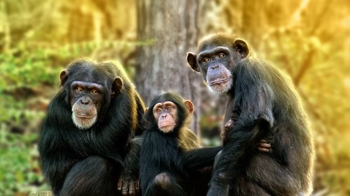 Meet the Chimps