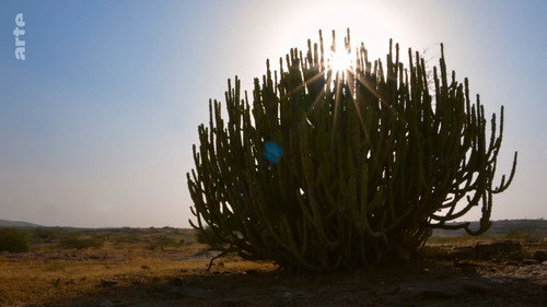 Destination Wild: India