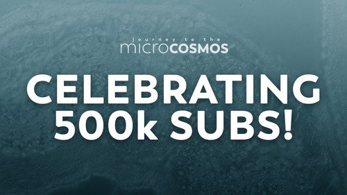500k Celebration Livestream!