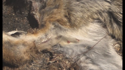 Roadkill