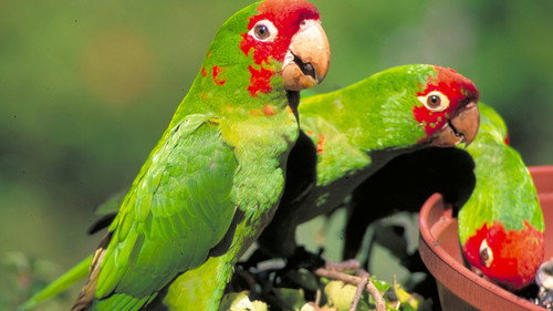 The Wild Parrots of Telegraph Hill