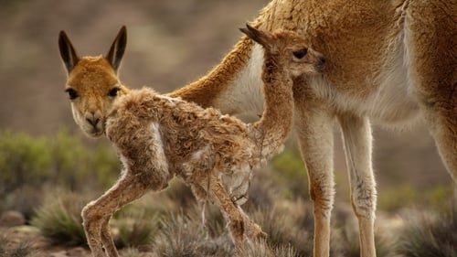 Poster della serie The Wild Andes