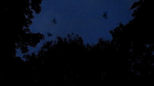 Les oiseaux de l'Est