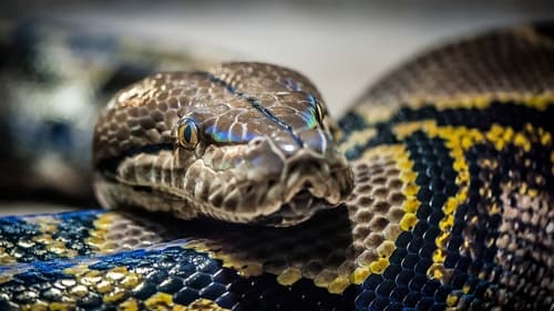 Monster Constrictors Backdrop Blur