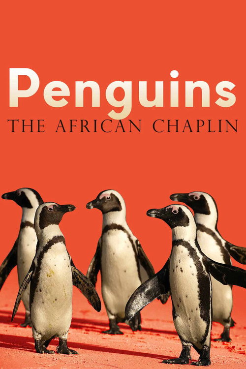 Penguins: The African Chaplin
