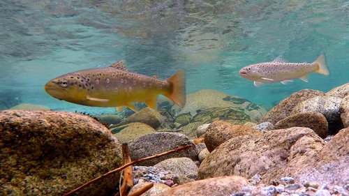 Kleine Fische ganz groß Backdrop Blur
