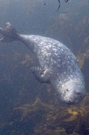 Poster de la saison 1