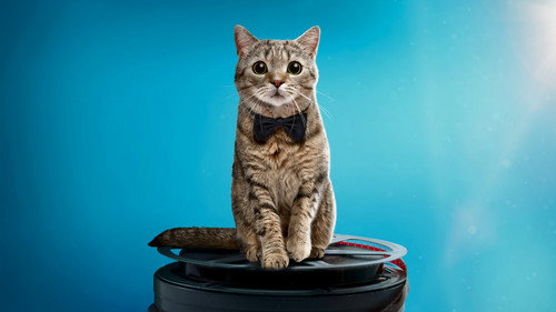 Cat Film Festival Vol. 2 Backdrop Blur