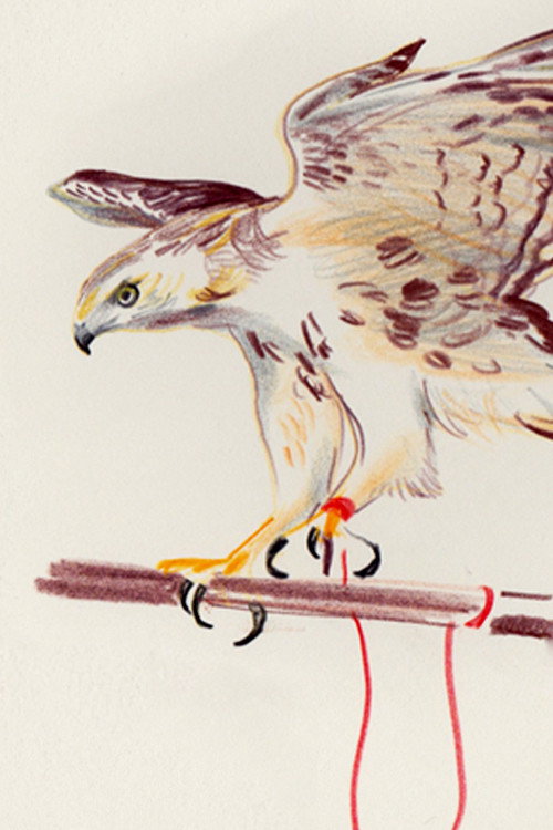 Official poster of The Hawk (2013)