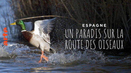 Espagne : un paradis sur la route des oiseaux Backdrop Blur