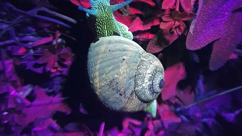 Fluorescence: Nature's Superpower - Season 1 Backdrop Blur