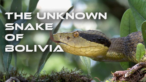 The Unknown Snake of Bolivia