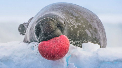 Frozen Planet II S01E01 — Frozen Worlds episode still